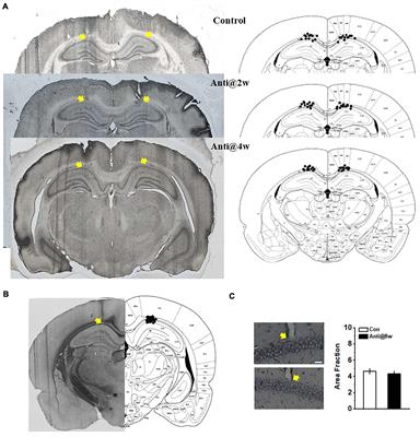 Requirements of Postnatal proBDNF in the Hippocampus for Spatial Memory Consolidation and Neural Function